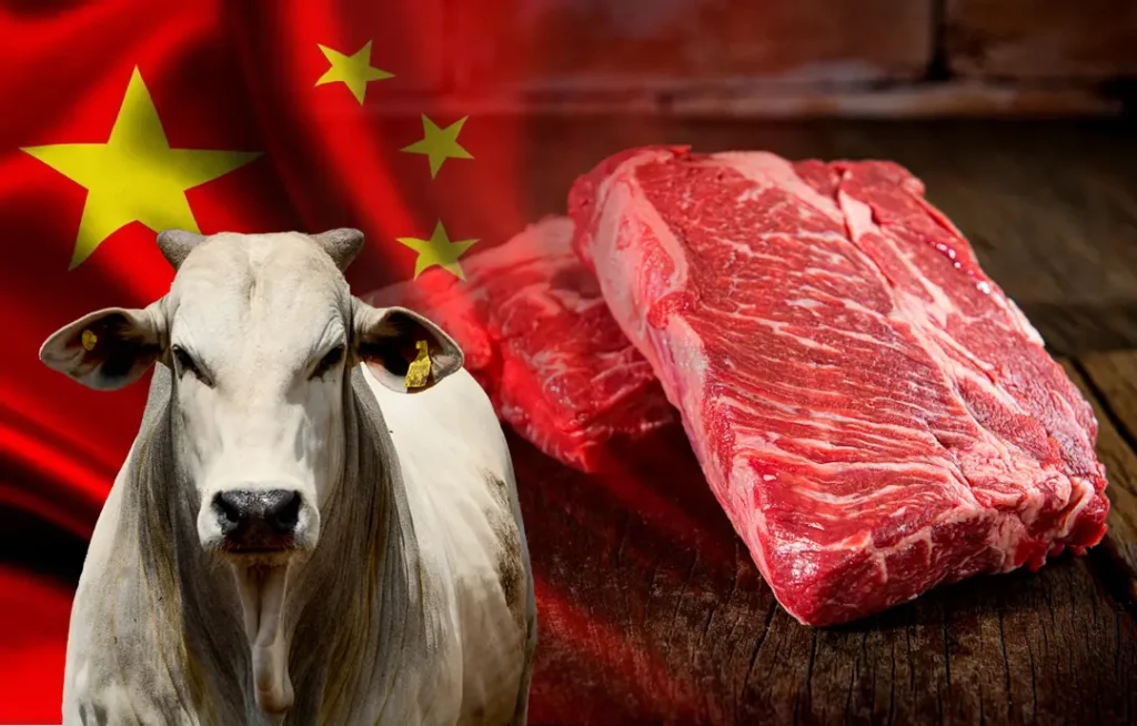 China vai taxar carne bovina acima da cota A partir de janeiro de 2026, a China aplicará uma tarifa de 55% sobre a carne bovina importada que