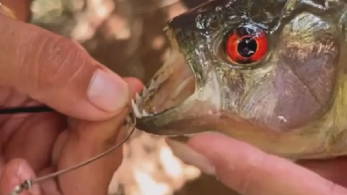 Vídeos mostram piranhas em lago e assustam turistas
