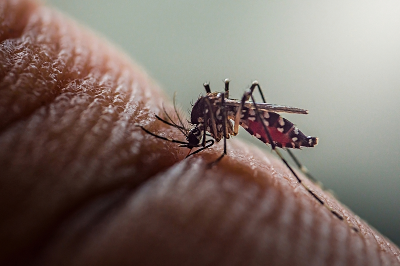 Pacientes com doença renal crônica têm maior risco ao contrair dengue!