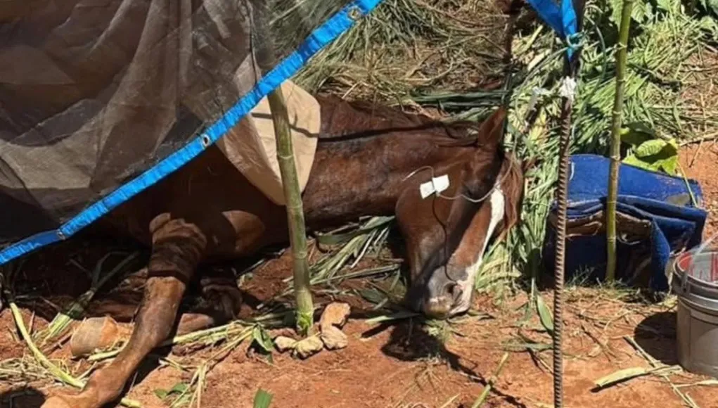 Uma ação da Defesa Civil e do Corpo de Bombeiros salvou um animal vítima de maus-tratos.