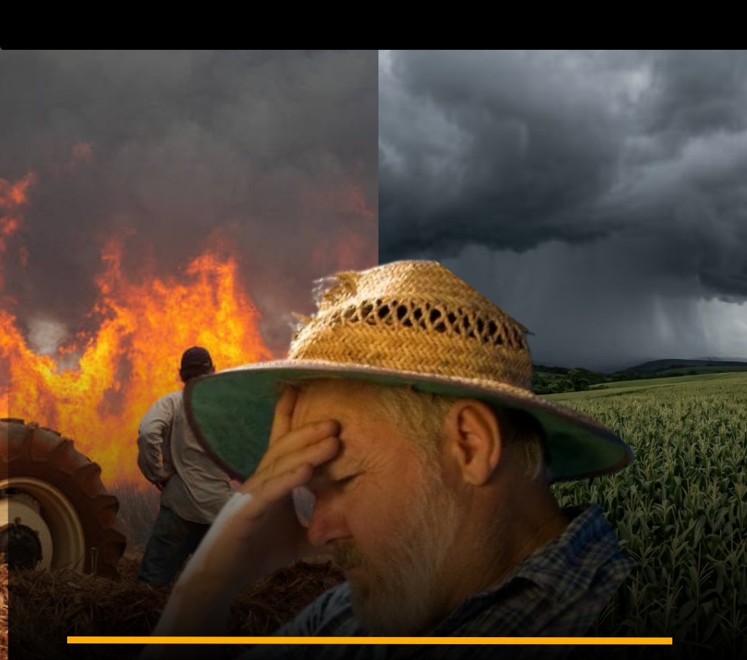 O Bradesco BBI alertou para os possíveis impactos de um forte El Niño em 2026.